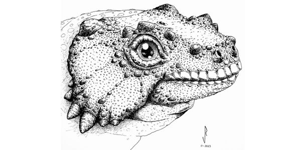 New description of a ‘dwarf’ pareiasaur from the Karoo Basin 